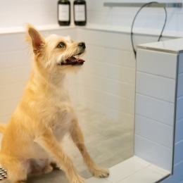 Pets deserve to be pampered, too. 7600 Broadway’s luxurious pet spa makes grooming convenient and easy.
#7600Broadway #LuxuryLiving #SanAntonio  #ExploreSanAntonio #LuxuryLifestyle #AlamoHeights #78209 Instagram post from @7600_broadway on July 17, 2024 12:15:07pm